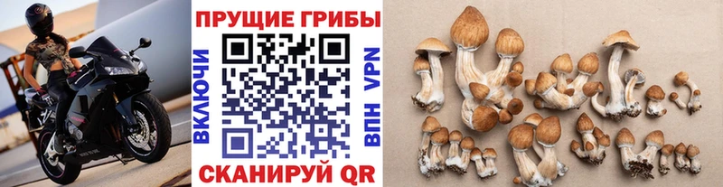 Псилоцибиновые грибы мухоморы Фрязино
